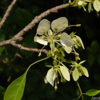Crateva adansonii DC.